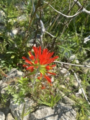 Castilleja coccinea