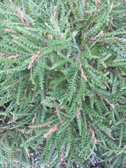 Comptonia peregrina