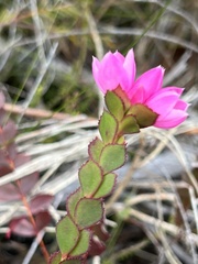 Boronia serrulata