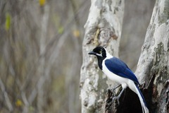 Cyanocorax mystacalis