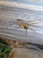 Philodromus marxi
