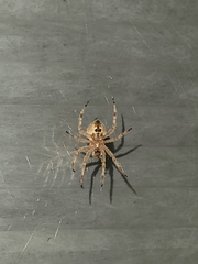 Araneus gemmoides