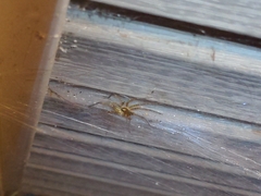 Philodromus marxi