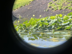Nelumbo lutea