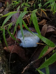 Lactarius indigo