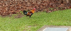 Gallus gallus domesticus