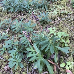 Chimaphila umbellata