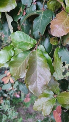 Quercus obtusata