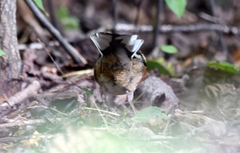 Pipilo erythrophthalmus