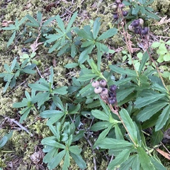 Chimaphila umbellata