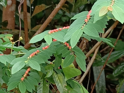 Breynia racemosa observed 2022-08-27