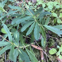 Chimaphila umbellata