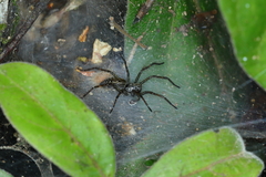 Aglaoctenus lagotis