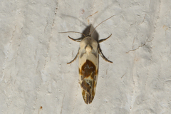 Ponometia candefacta