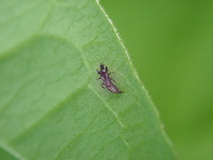 Thysanoptera