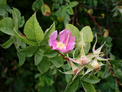 Rosa californica