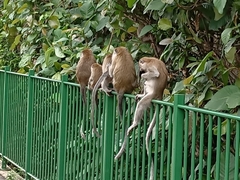 Macaca fascicularis