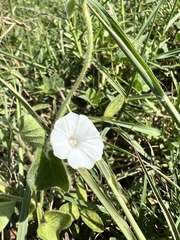Ipomoea biflora