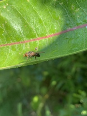 Rhingia nasica