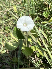 Ipomoea biflora