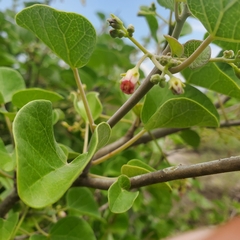 Jatropha cinerea