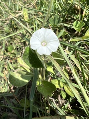Ipomoea biflora