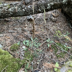 Goodyera oblongifolia