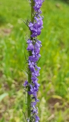 Lobelia fenestralis