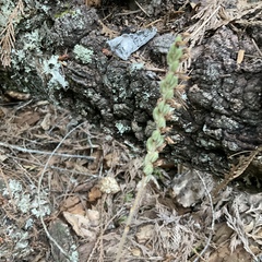 Goodyera oblongifolia