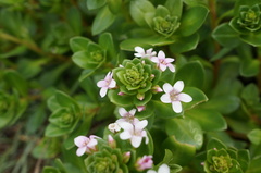 Lysimachia mauritiana