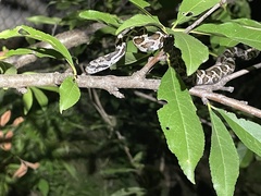 Pantherophis obsoletus