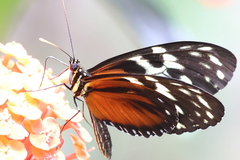 Heliconius hecale