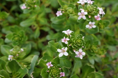 Lysimachia mauritiana