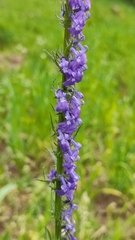 Lobelia fenestralis