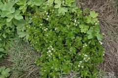 Lysimachia mauritiana
