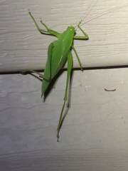 Amblycorypha oblongifolia