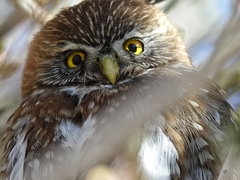 Glaucidium nana