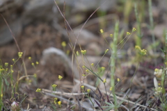 Bupleurum trichopodum