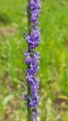 Lobelia fenestralis