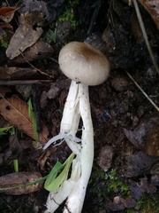Hygrophorus