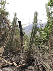 Trichocereus macrogonus peruvianus