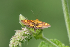 Pyrausta orphisalis