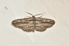 Iridopsis obliquaria