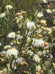 Phebalium squamulosum
