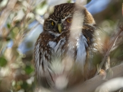 Glaucidium nana