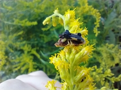 Phymata pennsylvanica