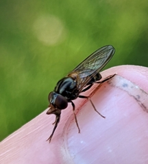 Rhingia nasica