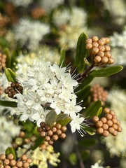 Phebalium squamulosum