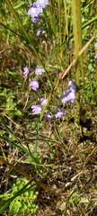 Lobelia kalmii