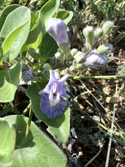 Vitex rotundifolia